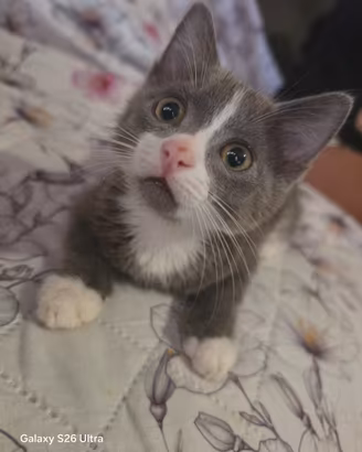 Cuccioli di gatto
