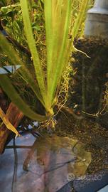 Vallisneria gigantea
