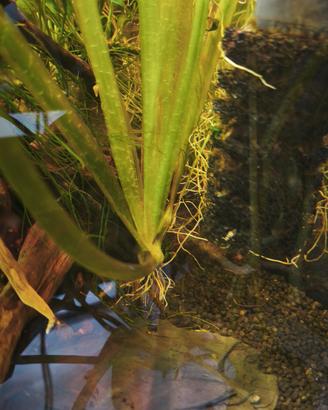 Vallisneria gigantea
