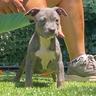 american-pitbull-terrier-ukc-femmina