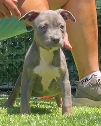 American pitbull terrier ukc FEMMINA