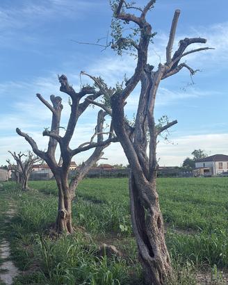 Olivi ornamentali