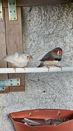 Diamantini bengalini
