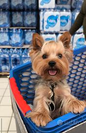 Per monta Maschio Yorkshire Terrier con Pedigree
