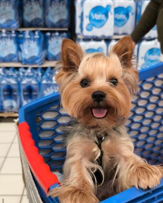 Per monta Maschio Yorkshire Terrier con Pedigree