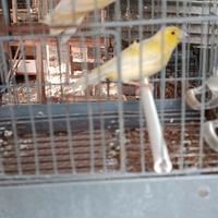 Canarino incrocio malinois