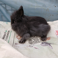 Coniglietti nani testa di leone