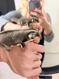 Petauro delle zucchero