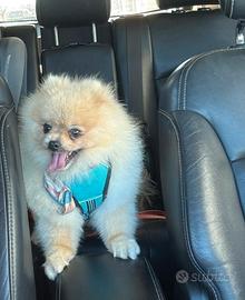 Volpino pomerania toy