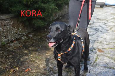 Kora, fuori dal canile