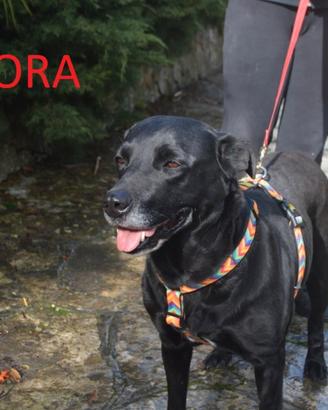 Kora, fuori dal canile