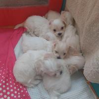 Cuccioli maltesi