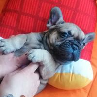 Bulldog francese