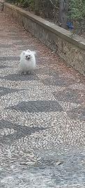 Stalloncino di pomerania