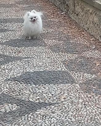 Stalloncino di pomerania