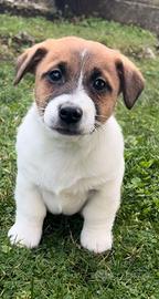 Jack Russel