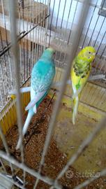 Cocorite