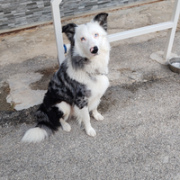 Border collie Blue merle