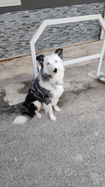 Border collie Blue merle