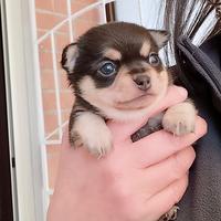 Chihuahua pedigree ENCI