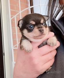 Chihuahua pedigree ENCI