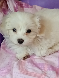 Cucciolo Maltese Toy