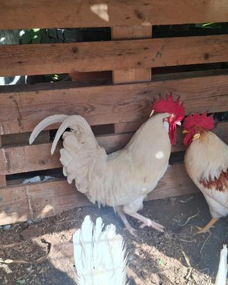 Gallo livornese