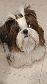 Cuccioli shih-tzu
