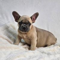 Cuccioli di Bulldog Francese