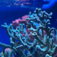 Montipora digitata verde