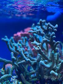 Montipora digitata verde