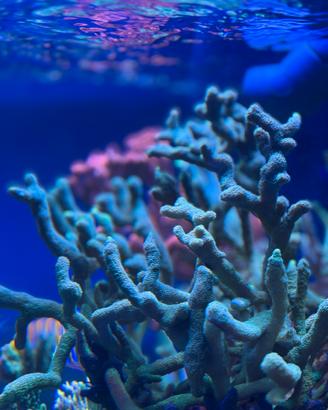 Montipora digitata verde