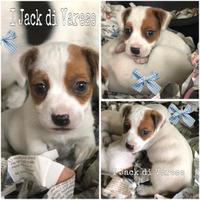 Cuccioli di jack Russell