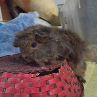 Porcellino di razza peruviano .adatti