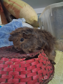 Porcellino di razza peruviano .adatti