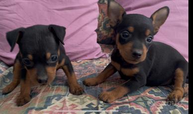 Pinscher nano cuccioli