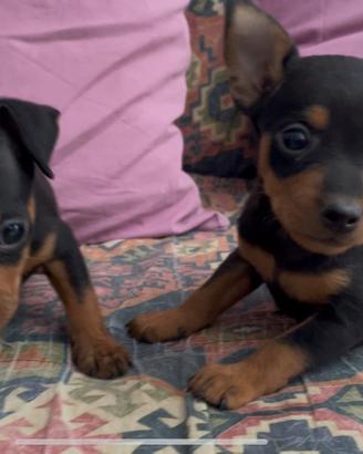 Pinscher nano cuccioli