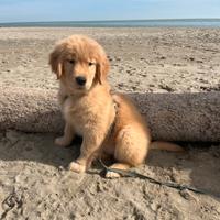 Golden Retriever Americano