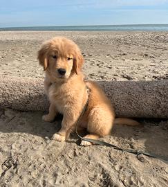 Golden Retriever Americano