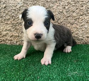 Cuccioli Border Collie