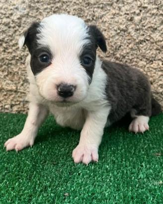 Cuccioli Border Collie