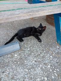 R.e.gal.o 4 gattini neri