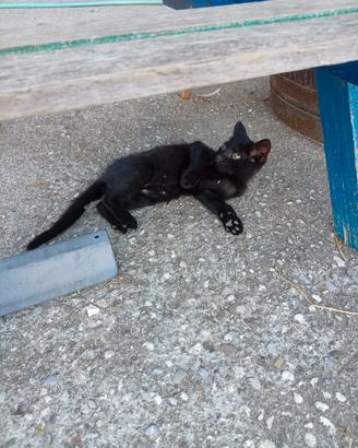 R.e.gal.o 4 gattini neri