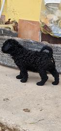 Cucciolo di Barboncino