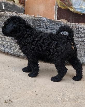 Cucciolo di Barboncino