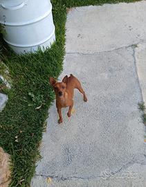 femmina pinscher toy 