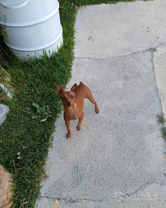 femmina pinscher toy 