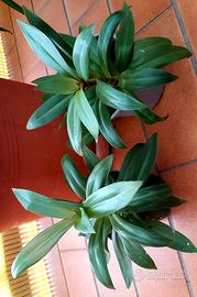 piante Tradescanthia foglie viola e verde