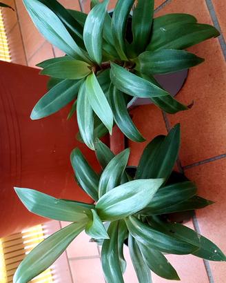 piante Tradescanthia foglie viola e verde