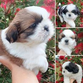 Shihtzu-- shih tzu cuccioli